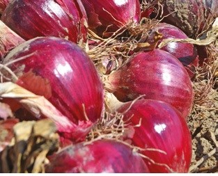 Cebula czerwona F1 R4593