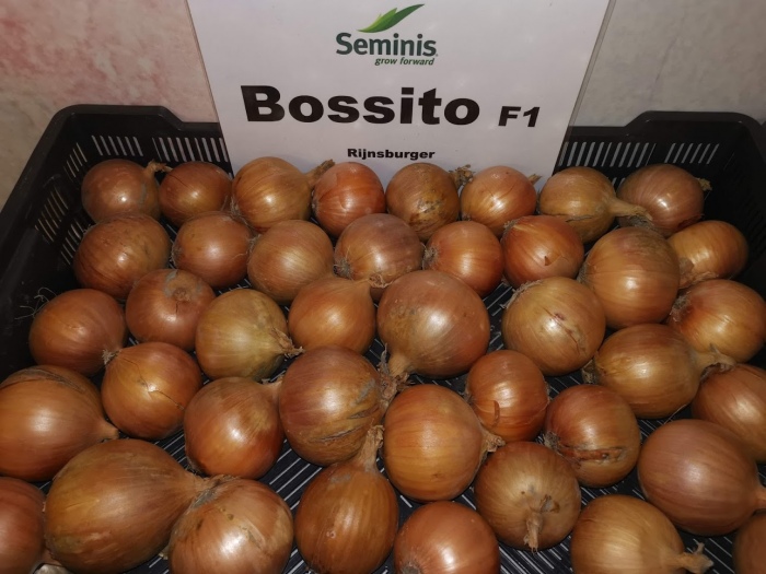 BOSSITO F1  PROMOCJA!!! 5+1 za 1 zł