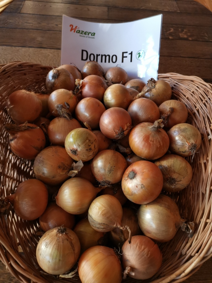 DORMO F1