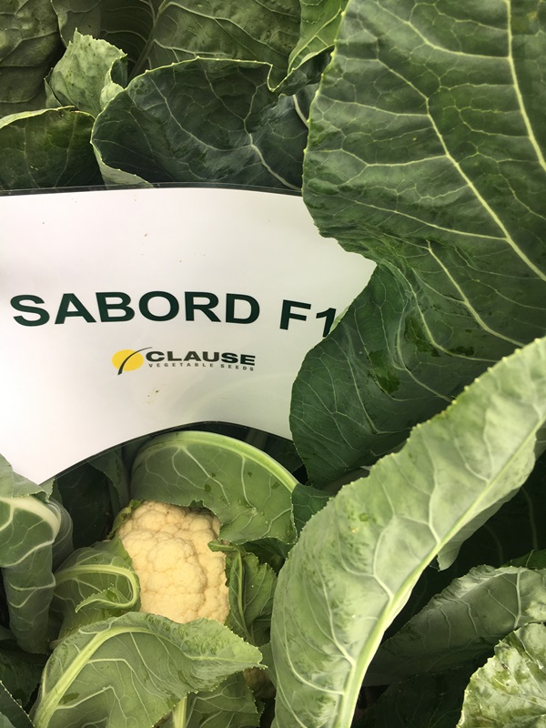 Sabord F1 2500n